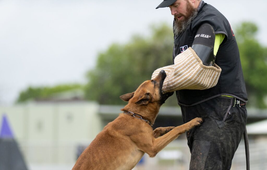 aggressive dog trainers in olympia wa
