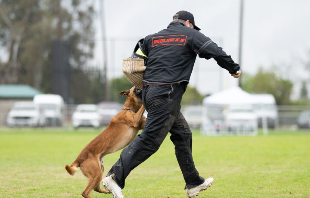 aggressive dog trainers in olympia wa