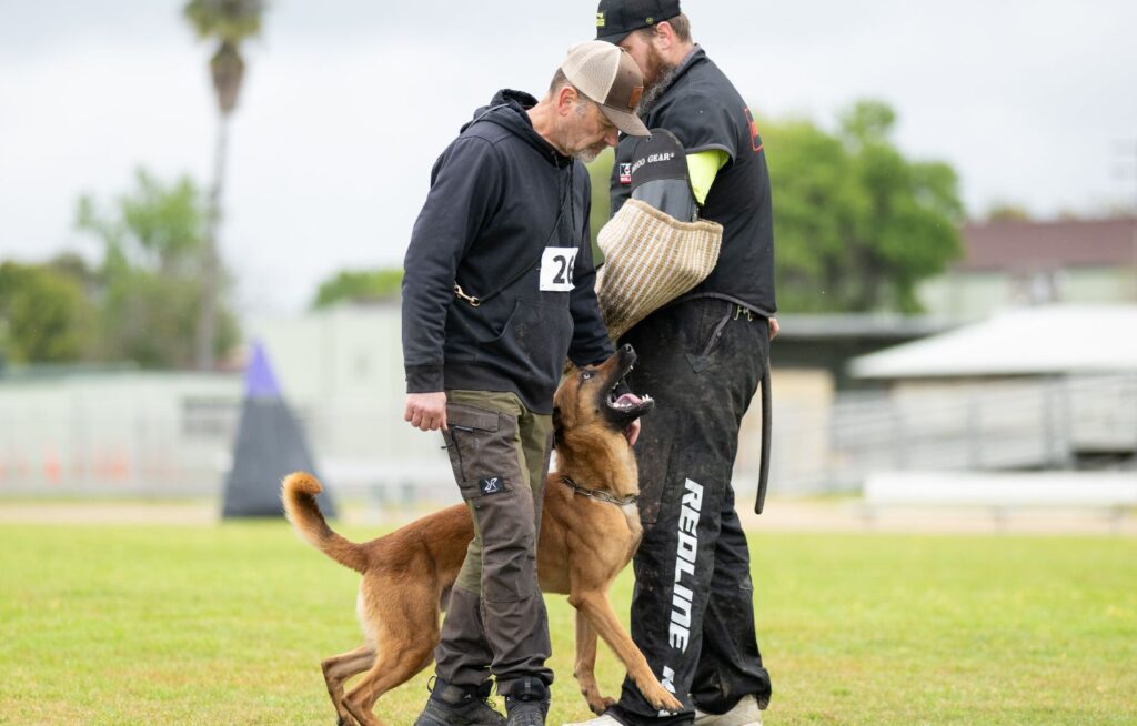 aggressive dog trainers in olympia wa