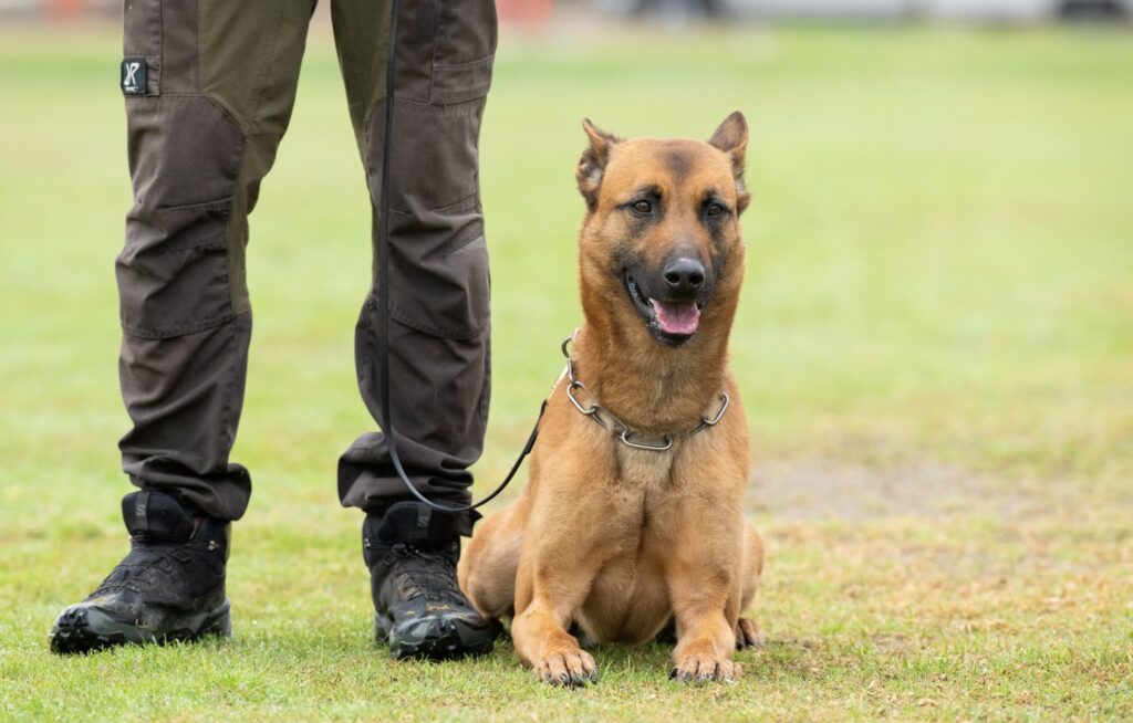 aggressive dog trainers in olympia wa
