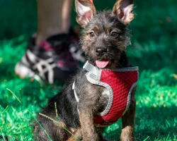 free-photo-of-playful-terrier-puppy-on-a-sunny-day